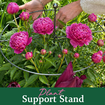 🌷Plant Support
