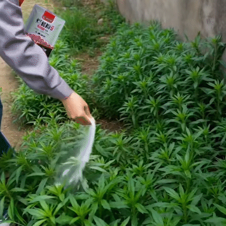🌿Granular Root Rot Herbicide – Fast Penetration, Easy Application for Shrub, Tree and Bamboo Control