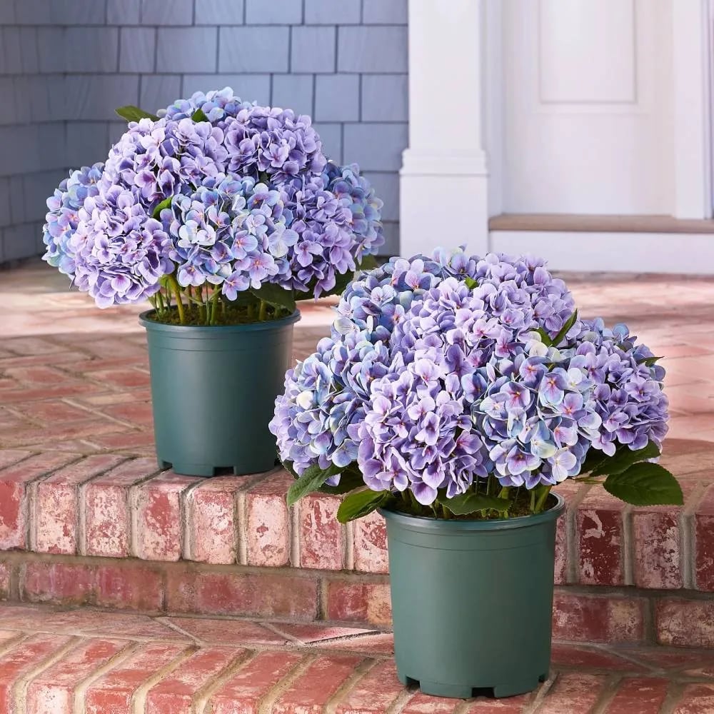 💥Last Day 69% OFF💐Artificial Outdoor Hydrangea Flowers - UV resistant, Waterproof, Windproof