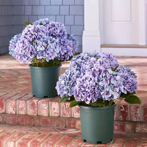 💥Last Day 69% OFF💐Artificial Outdoor Hydrangea Flowers - UV resistant, Waterproof, Windproof