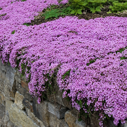 purple creeping thyme seeds