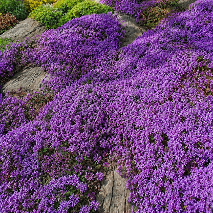 purple creeping thyme seeds