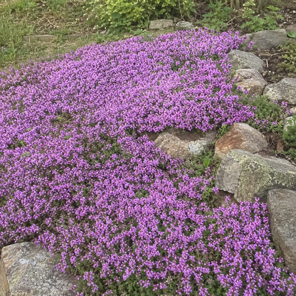 purple creeping thyme seeds
