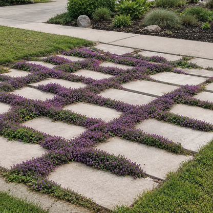 purple creeping thyme seeds